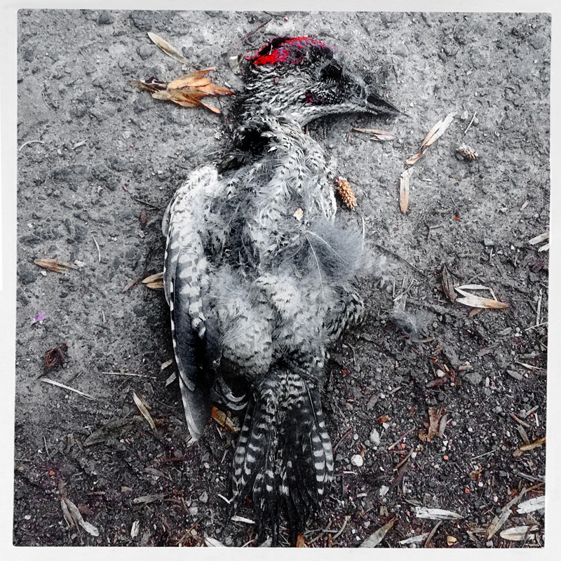 DeadBird_800px