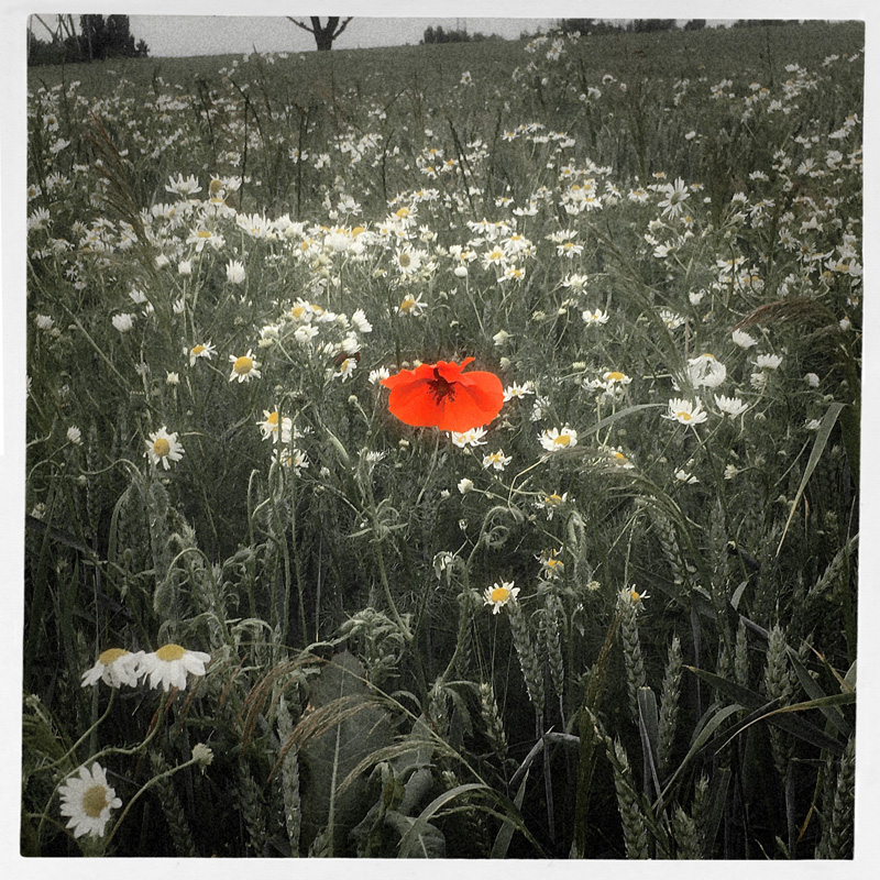 Poppy_800px